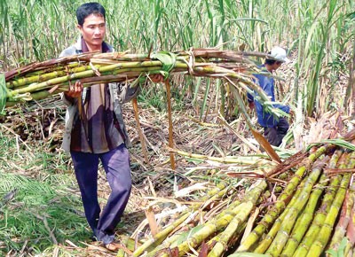 Sugar cane being harvested in the Mekong Delta (Photo: SGGP) Sugar cane being harvested in the Mekong Delta (Photo: SGGP)